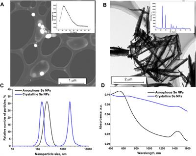 Laser fragmentation of amorphous and crystalline selenium of various morphologies and assessment of their antioxidant and protection properties